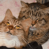 Сломанные коты