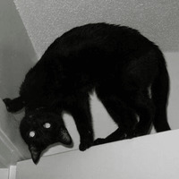 Сломанные коты