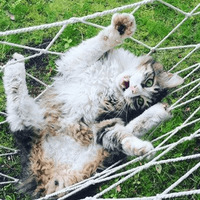 Сломанные коты
