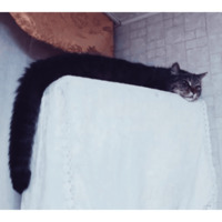 Сломанные коты
