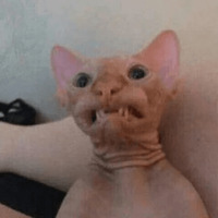 Сломанные коты