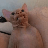 Сломанные коты
