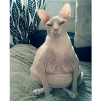 Сломанные коты