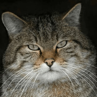 Сломанные коты