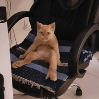 Сломанные коты