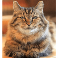 Сломанные коты