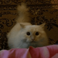 Сломанные коты