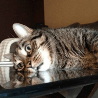 Сломанные коты