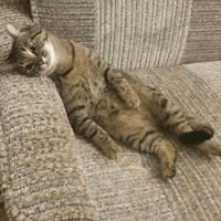 Сломанные коты