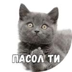 Байной?