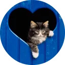 catsbySmol2