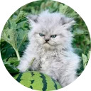 catsbySmol2