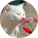 catsbySmol2