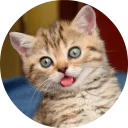 catsbySmol2