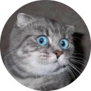 catsbySmol2