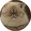 catsbySmol2