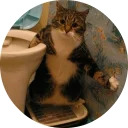 catsbySmol2