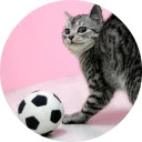catsbySmol2