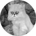 catsbySmol2