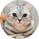catsbySmol2