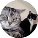 catsbySmol2