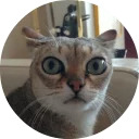 catsbySmol2