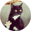 catsbySmol2