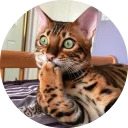 catsbySmol2
