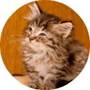 catsbySmol2
