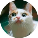catsbySmol2