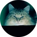 catsbySmol2