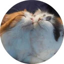 catsbySmol2