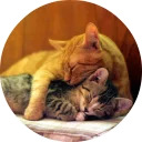 catsbySmol2