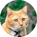 catsbySmol2