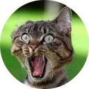 catsbySmol2