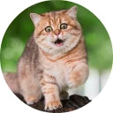 catsbySmol2