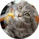 catsbySmol2