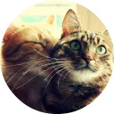 catsbySmol2