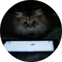 catsbySmol2
