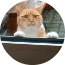 catsbySmol2