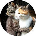 catsbySmol2
