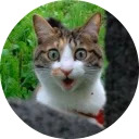 catsbySmol2