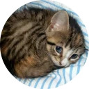 catsbySmol2