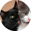catsbySmol2