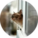 catsbySmol2