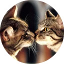 catsbySmol2