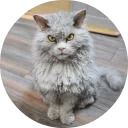 catsbySmol2