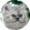 catsbySmol2