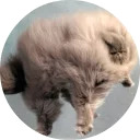 catsbySmol2