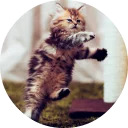 catsbySmol2